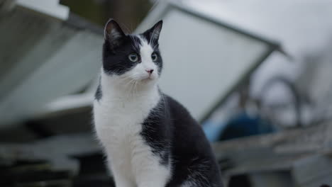 handheld, cat in front of random objects outside, looking intently