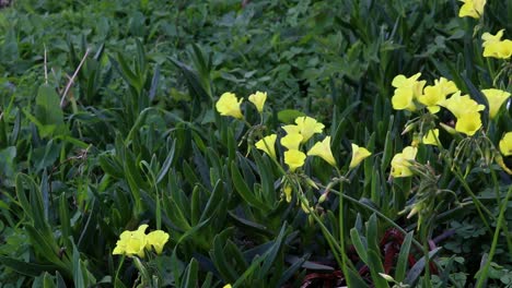Gelbe-Blumen,-Die-Vom-Wind-Mit-Einem-Natürlichen-Grünen-Pflanzenhintergrund-Durchgebrannt-Werden