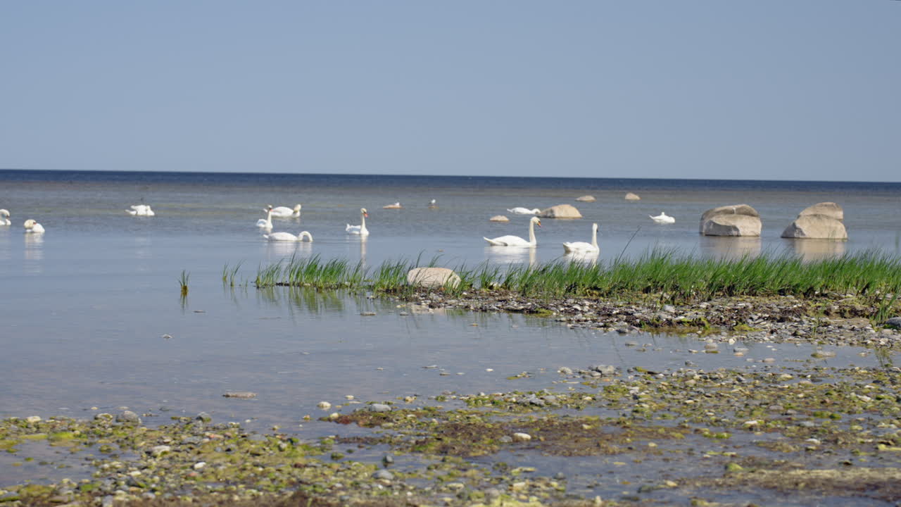 Swans at the Baltic sea shore