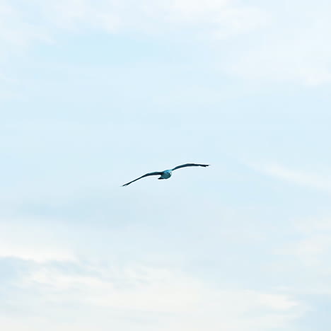 beautiful flight of a bird seagull in the sky at daytime. idyllic view of a seagull in the air. bird gull is waving its wings on the background of blue sky with white clouds. drone view.