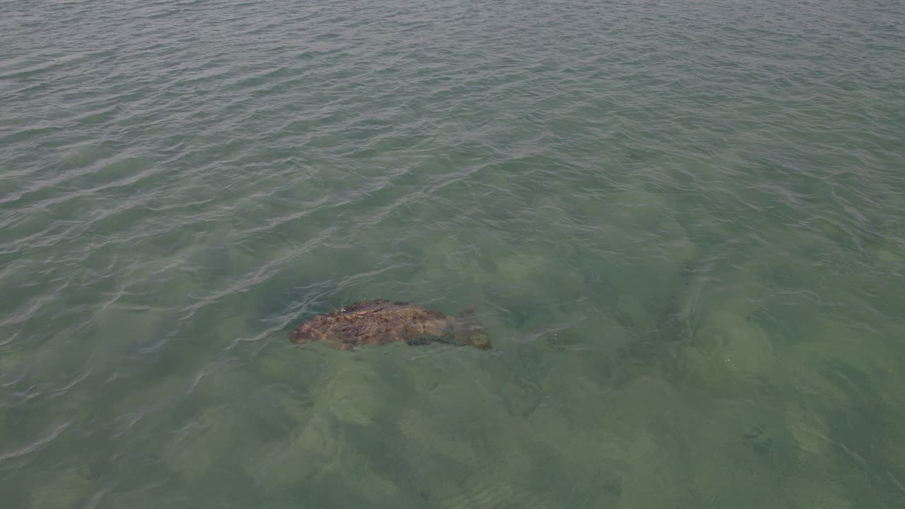 Dugong Swimming Under Clear Blue Sea In Great Keppel Island, Australia