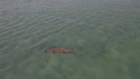 Dugong-Nadando-Bajo-El-Mar-Azul-Claro-En-La-Isla-Great-Keppel,-Australia