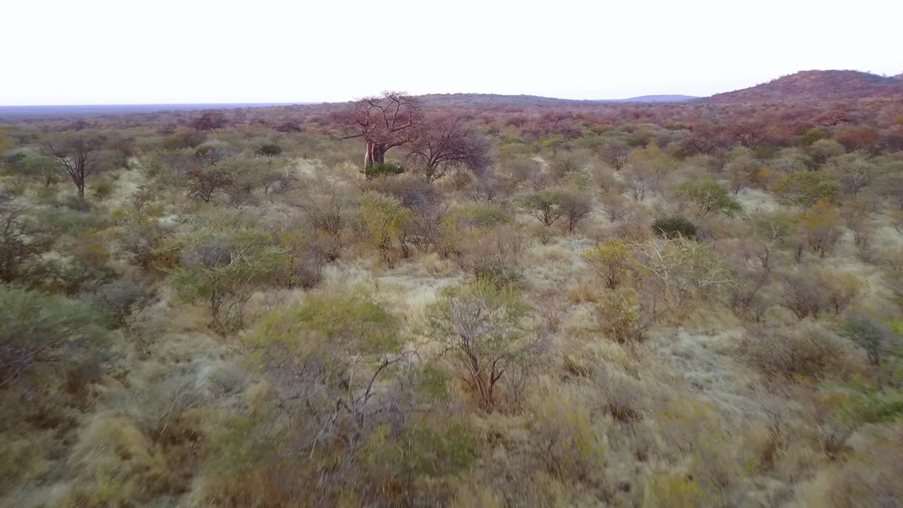 volando bajo sobre una sabana con baobabs