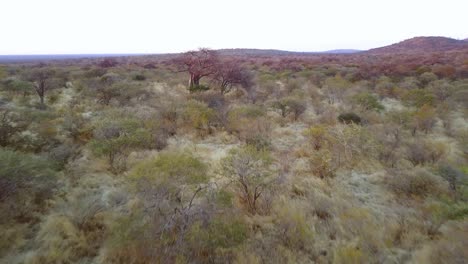 Volando-Bajo-Sobre-Una-Sabana-Con-Baobabs