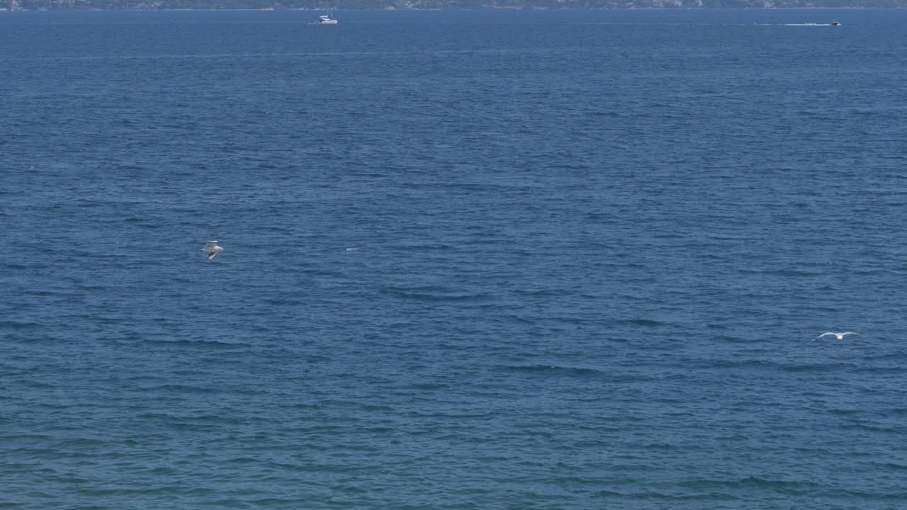 바다 한가운데에서 날아다니는 두 마리의 바다표범 새, 여전히 광각 촬영