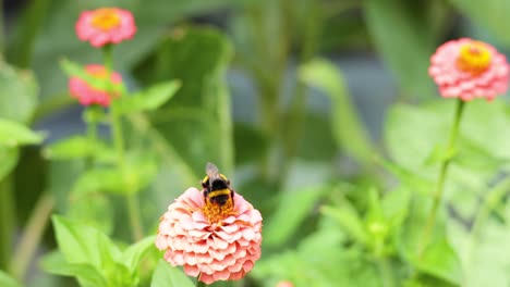 abejorro polinizando una flor de zinnia en un jardín