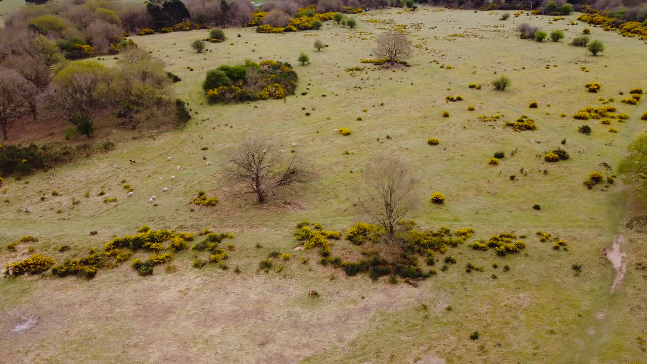 vista aérea toma giratoria de cuatro árboles arrojando sus hojas amarillas sobre la hierba verde que indica la temporada de otoño en thetford norfolk, reino unido