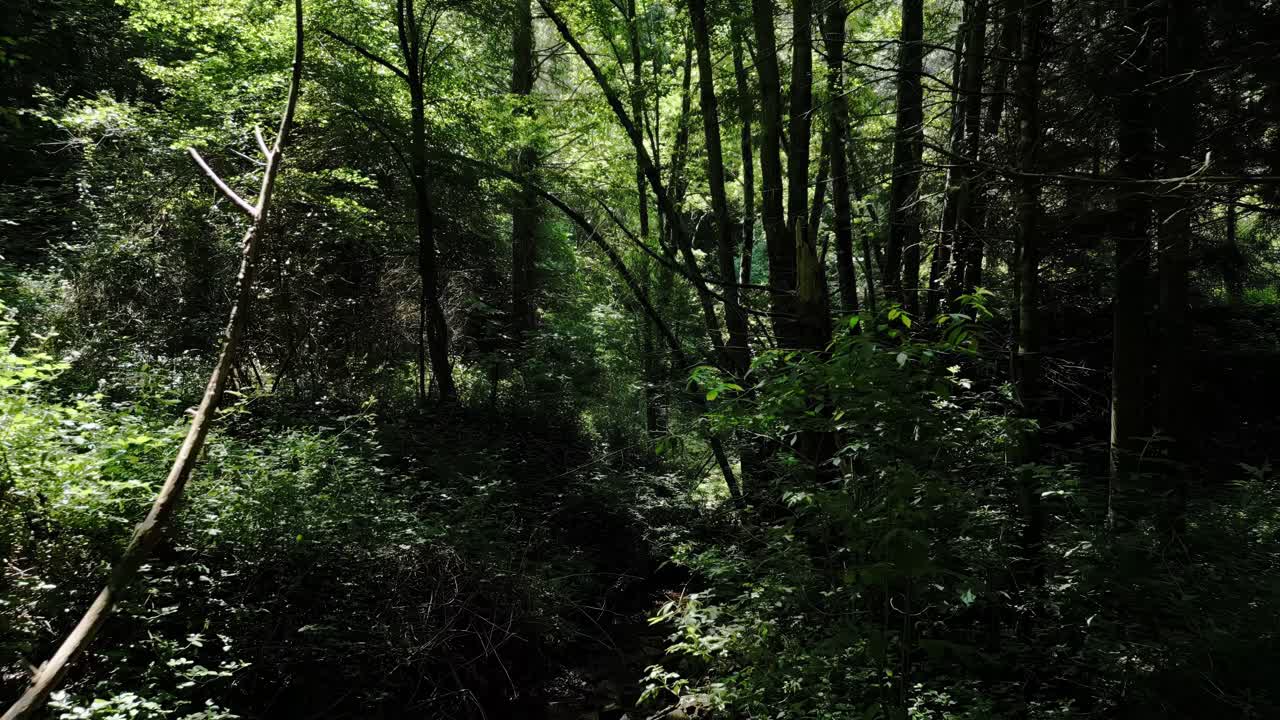 imágenes cinematográficas de un bosque con una hermosa luz solar rompiendo a través