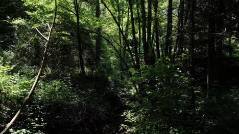 cinematic footage of a forest with beautiful sunlight breaking through