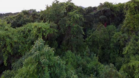 ascending footage revealing the primary umbrage forest in el chaupi parish