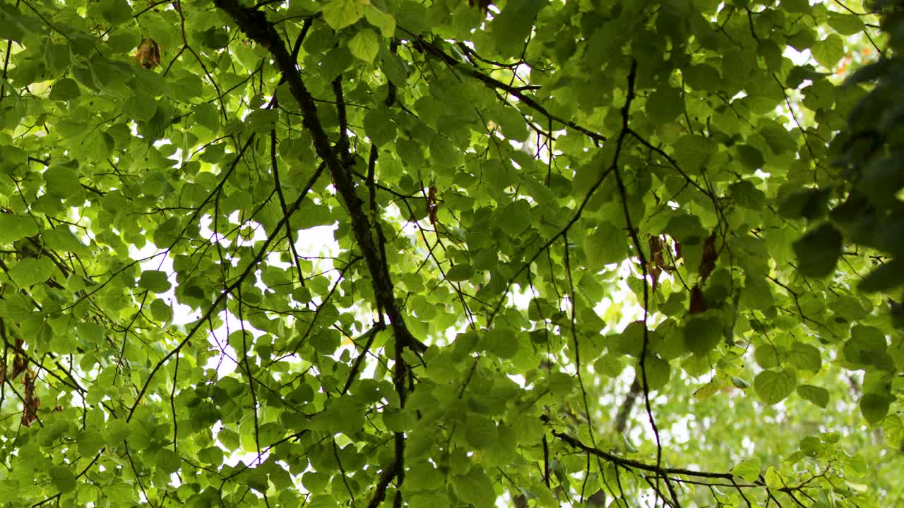 Slow camera movement beneath dense small-leaved lime tree branches in bright, natural daylight