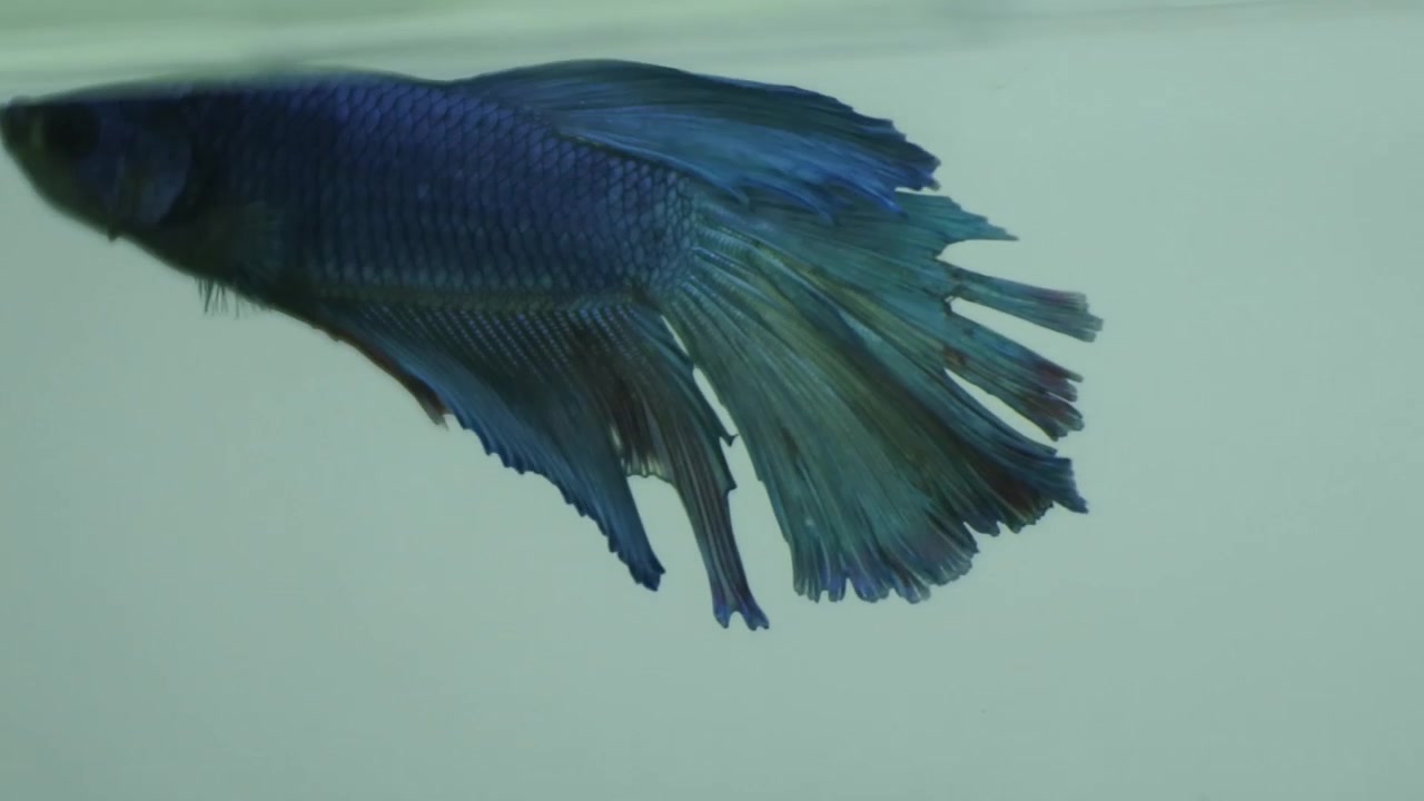 Pesce blu d'acqua dolce in acquario