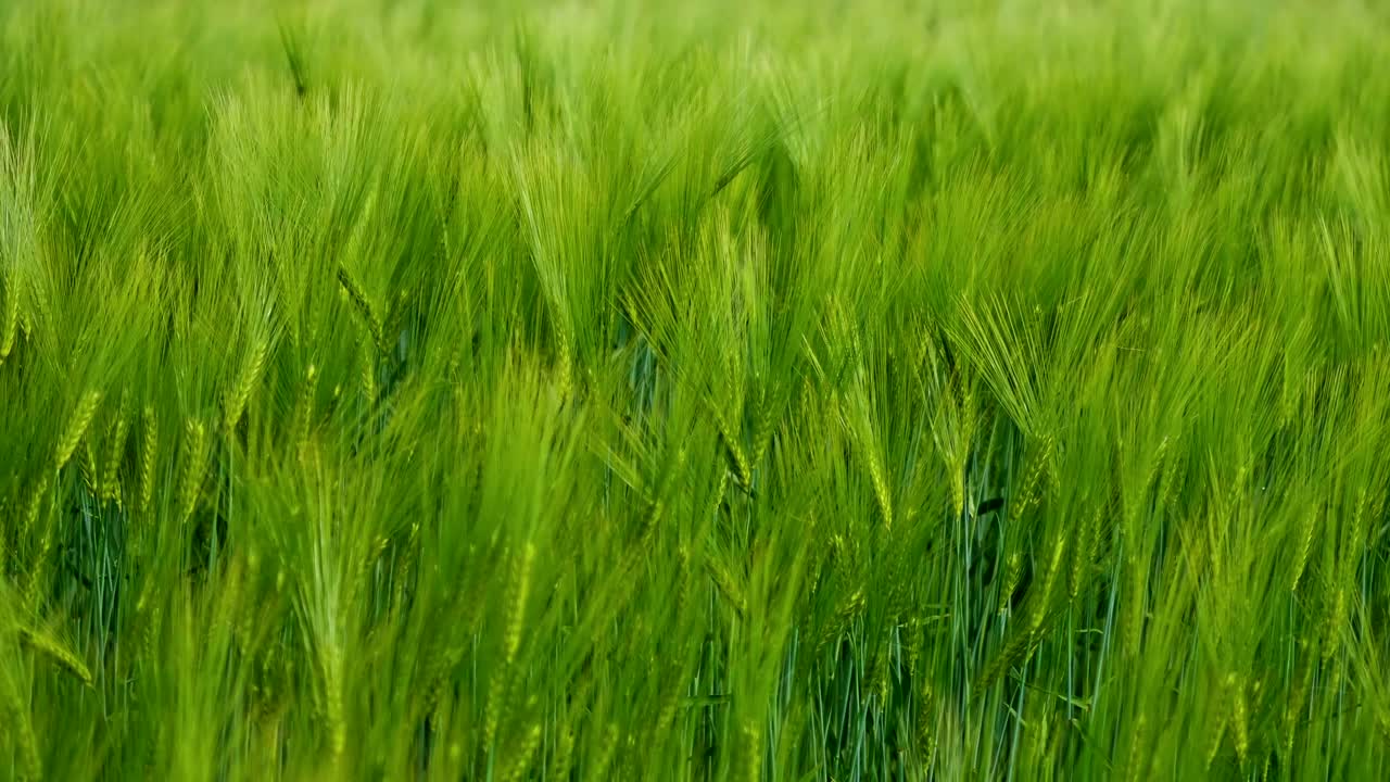 Green spikelets background. Agricultural plants growing on field in summer. The wind moves organic plants. Fresh spikelets swaying. Close-up.