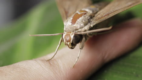 theretra latreillii rested on a man's finger - close up