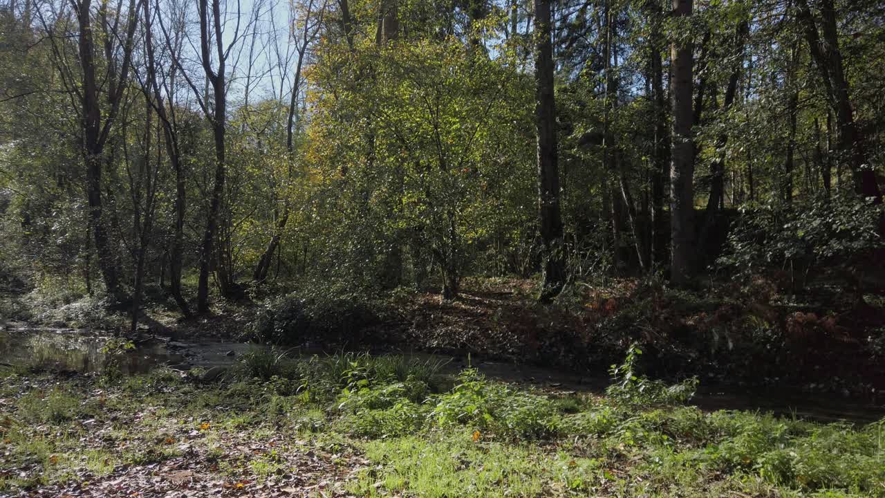 La luce del sole filtra tra gli alberi, illuminando un ruscello che scorre dolcemente in una foresta mediterranea durante l'autunno, creando un sereno paesaggio naturale