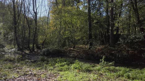 sunlight filters through trees, illuminating a gently flowing creek in a mediterranean forest during autumn, creating a serene natural landscape