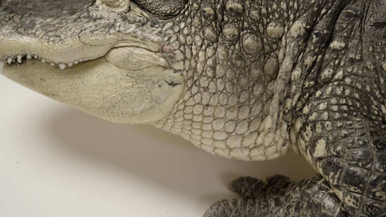 caimán olfateando el ángulo superior reptil depredador acuático