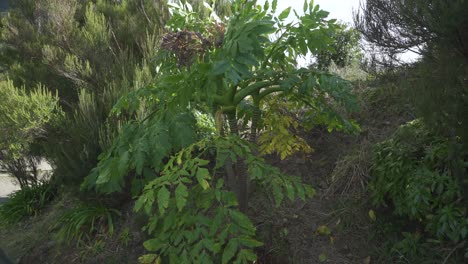 Perejil-Negro-Gigante-De-Madeira,-Planta-De-Melanoselinum-Decipiens-En-São-Vicente,-Isla-De-Madeira,-Portugal