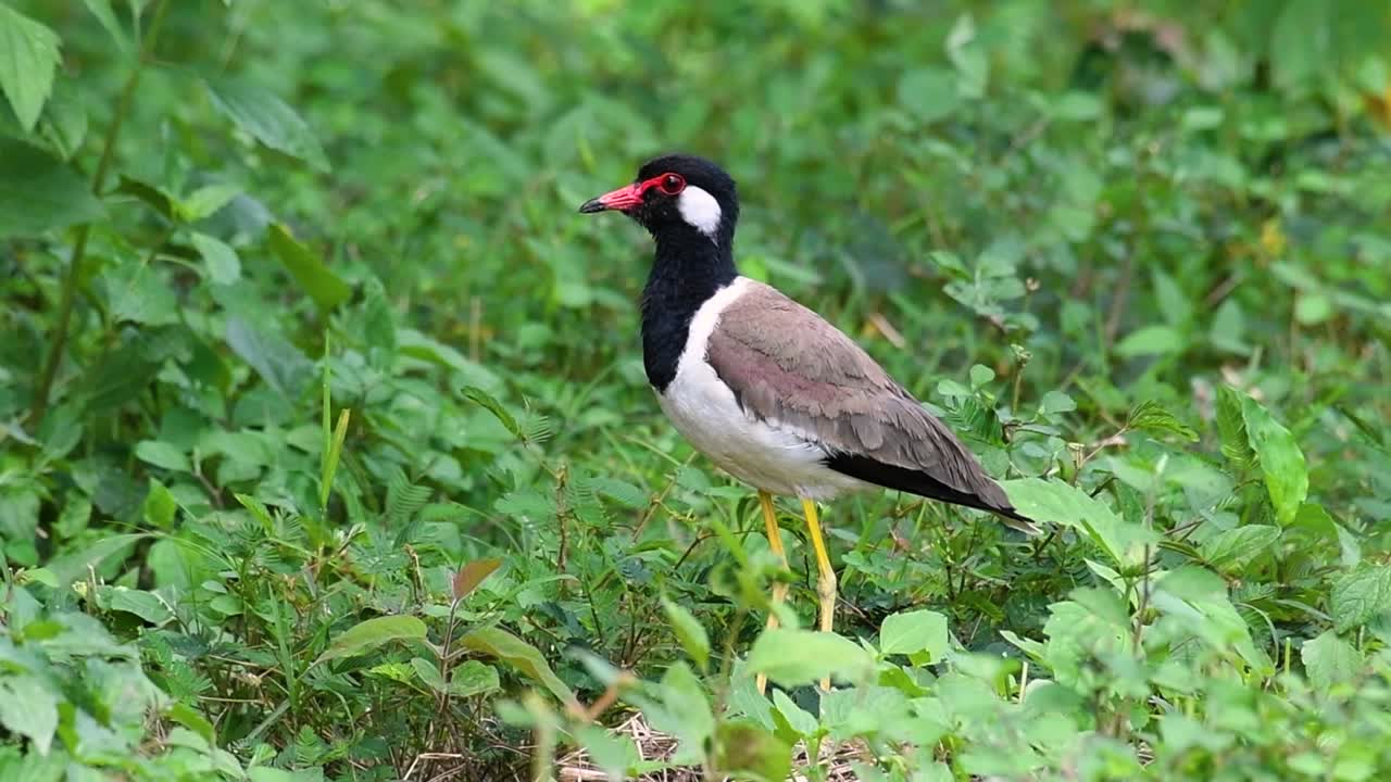 red-wattled lapwing은 태국에서 가장 흔한 새 중 하나입니다.