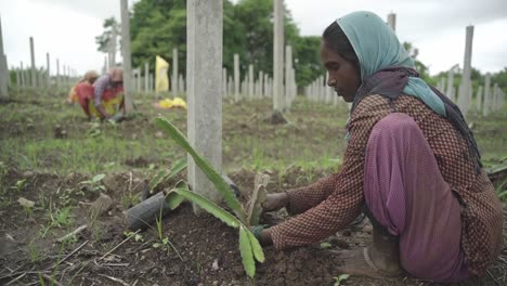 close up shot taken from back, indian farmer dharaa planting dragon fruit cutting in farmland for commercial production alongside other woman working at the background