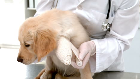 Veterinario-En-Cámara-Lenta-Haciendo-Un-Vendaje-Al-Perro