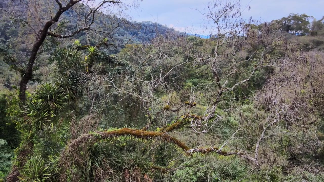 Ramas desnudas cubiertas de musgo se extienden sobre el denso bosque verde de las Yungas a lo largo de las laderas orientales de los Andes en el noroeste de Argentina