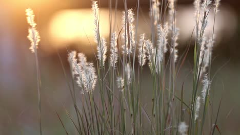 closeup view of a cluster of wild grass heads back-lit by the golden sunset with a strong point of light towards the top left corner