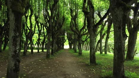 Viejo-Callejón-De-Tilos-En-Letonia,-Sensación-De-Inspiración-Majestuosa,-Muñequita-Hacia-Atrás