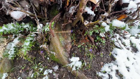 Bunte-Blume-Der-Frühlingssaison-Im-Wald-Im-Spätwinter-Schneedecke-Der-Schneefall-Auf-Blumen-Ruscus-Viola-Parrotia-Persica-Baumstamm-In-Der-Mitte-Der-Unberührten-Natur-Natürliche-Wunderbare-Baumbasis