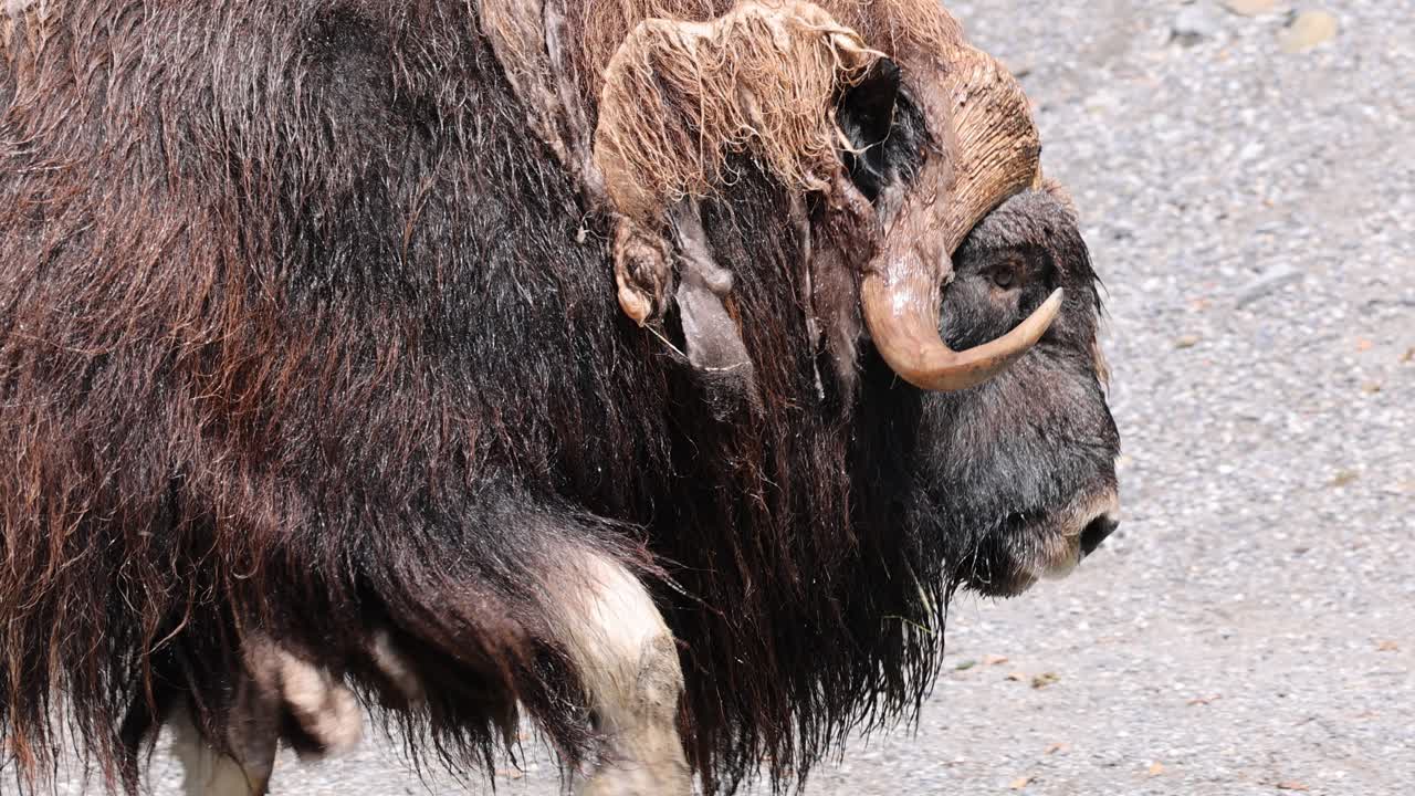 ⁇ 빛 있는 날 에  ⁇ 고 있는 머스코스 의 추적  ⁇ , 클로즈업  ⁇