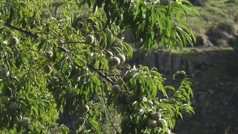 Melocotones-Borrosos,-Pesados-Y-Verdes-En-El-árbol,-Crecen-En-Un-Huerto-Soleado