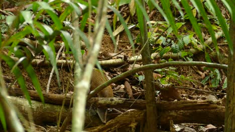 Un-Agouti-Adulto-Marrón,-Roedor-Salvaje,-Mirando-Alrededor-En-Un-Bosque-Tropical-De-Panamá