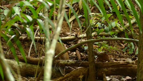 un agouti adulto marrón, roedor salvaje, mirando a su alrededor en un bosque tropical de panamá
