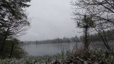 La-Nieve-Cae-Sobre-La-Hierba-Y-Las-Flores-En-Abril-Con-El-Lago-Y-El-Bosque-Al-Fondo