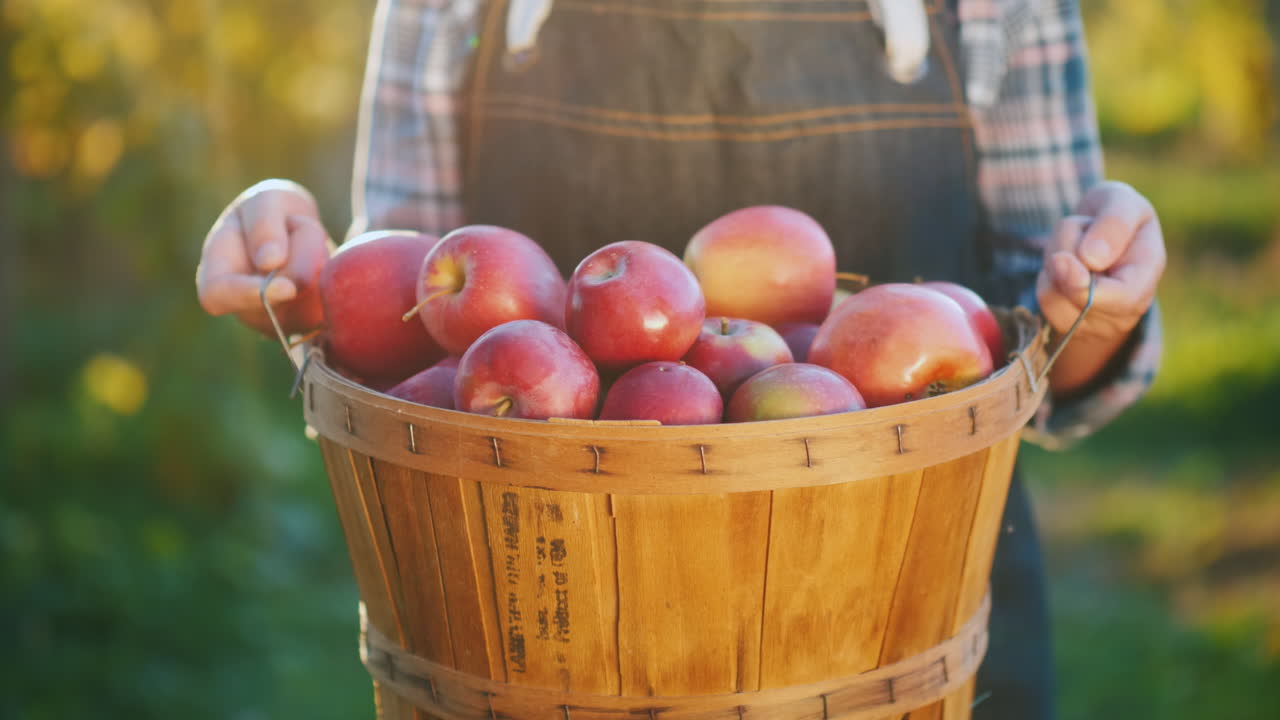 농부는 잘 익은 빨간 사과 작은 정원과 유기농 제품 컨셉으로 바구니를 들고 있습니다.