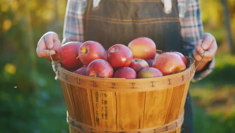 a farmer holds a basket with ripe red apples small garden and organic products concept