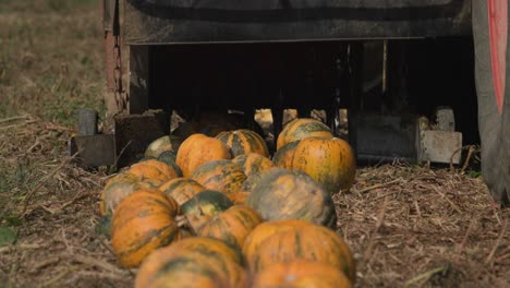 close up of fresh pumpkins harvested using tractor machinery in a field