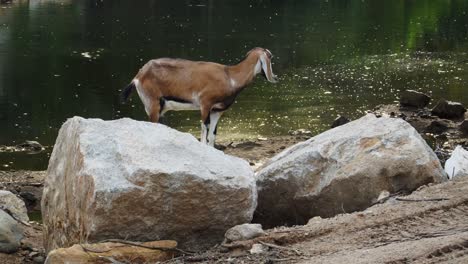 Brown-Vietnamese-goat-standing-near-a-river-in-Vinh-Hy