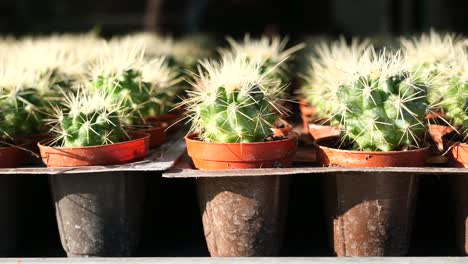 pequeñas plantas de cactus en macetas