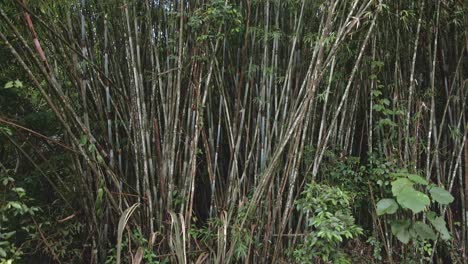 tiro medio de la grúa hacia abajo de una planta de bambú natural en un bosque de bambú en la jungla en koh chang tailandia