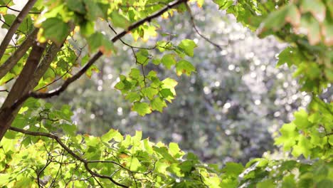 Summer-rain-drips-on-maple-leaves-on-a-sunny-day.