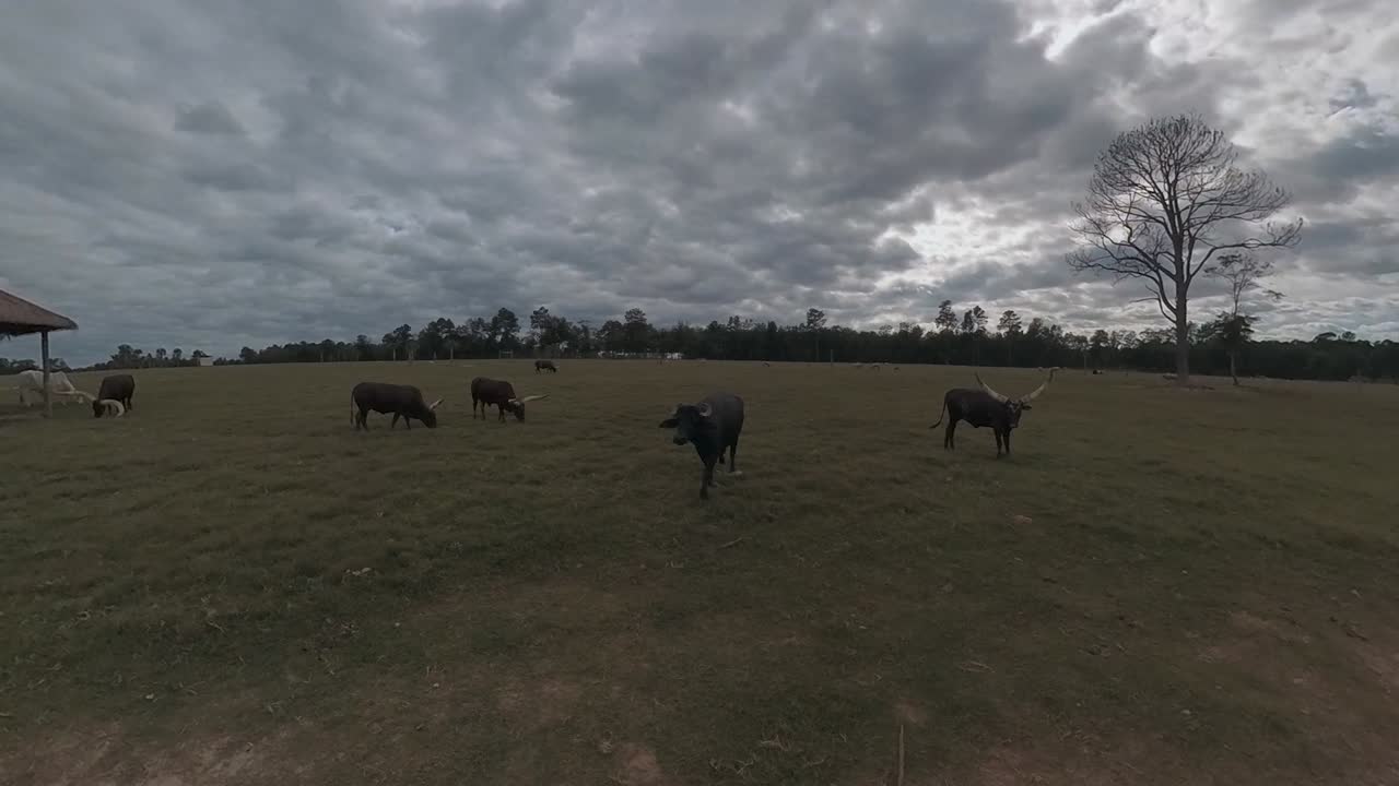 Mucche Ankole-Watusi e un bufalo d'acqua in un ranch