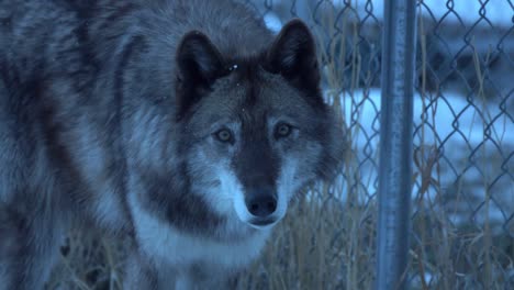 Acercándose-A-Un-Lobo-De-Madera-Sospechoso