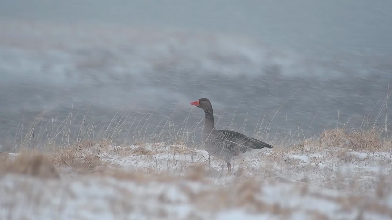 회색 거위 가 눈 폭풍 을 겪으면서 카메라 를 바라본다