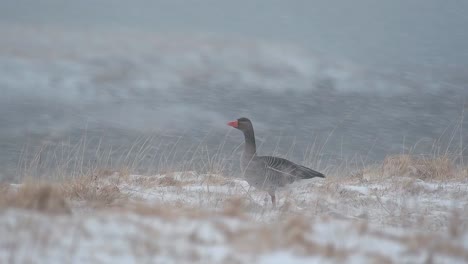 a greylag goose looks into the camera during a snowstorm