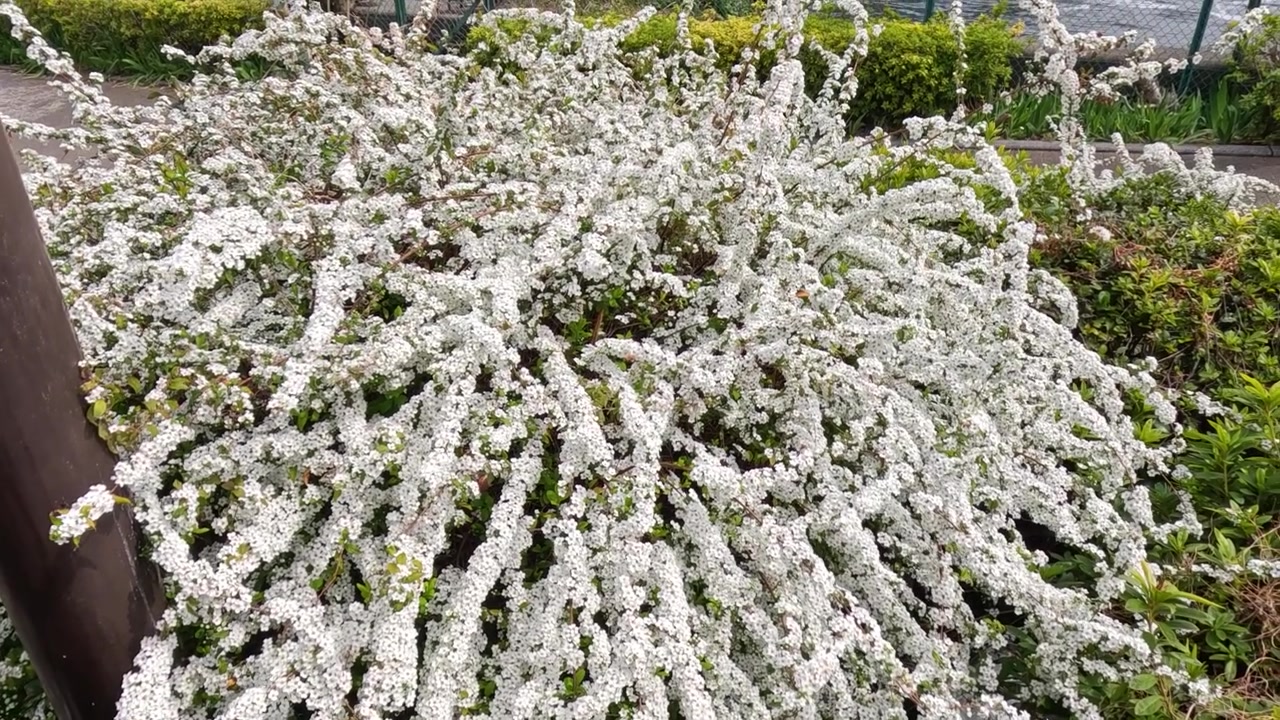 Blooming Spirea Bush Along a Riverbank in the City
