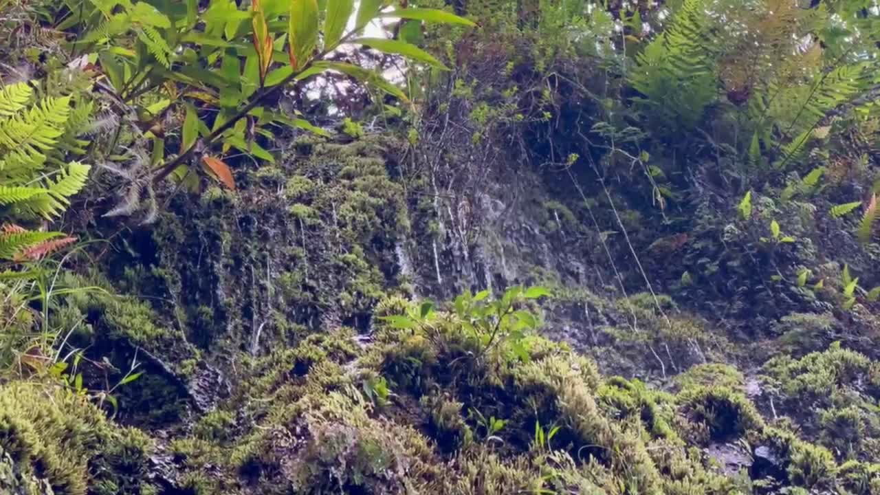 Cinematic static shot of rainwater pouring through volcanic rock in the rainforest along the Road to Hana in Maui, Hawai'i