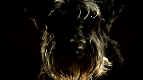 retrato de un perro schnauzer peludo