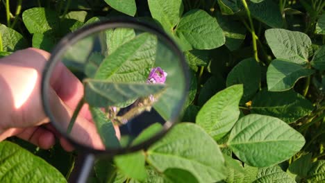 inspection of agricultural plants through a magnifying glass inspection of agricultural plants through a magnifying glass agronomic inspection soy closeup