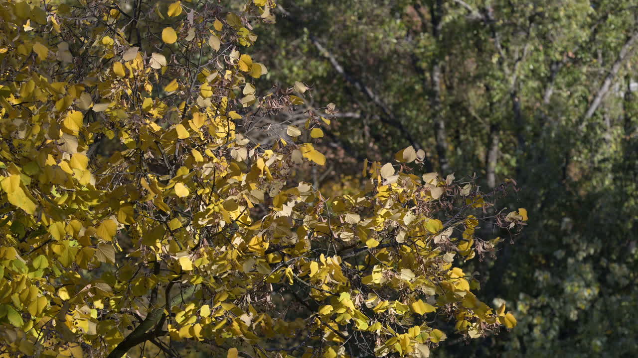 Golden autumn leaves on tree branches in sunlight